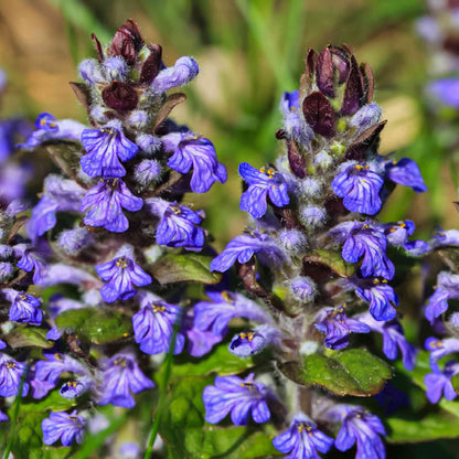 Creeping Ajuga Seeds