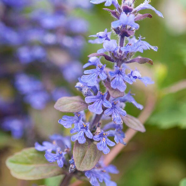 Creeping Ajuga Seeds