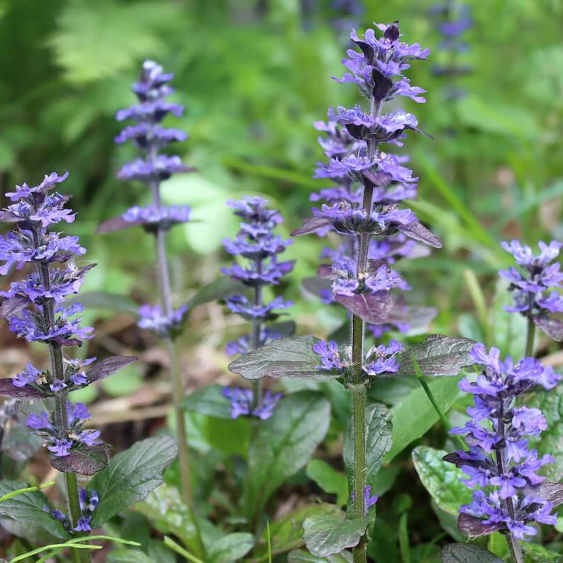 Creeping Ajuga Seeds