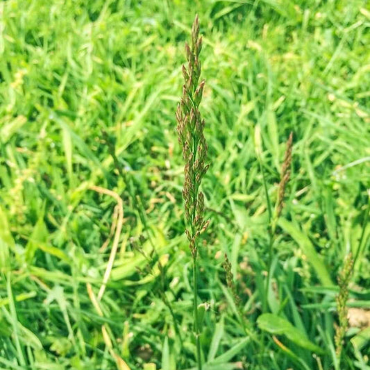 Creeping Bentgrass Seeds - Grass Seeds for Home Gardens