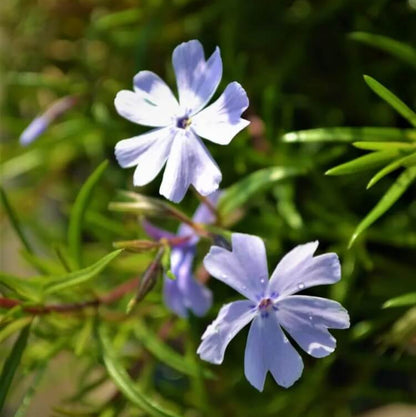 Creeping Blue Flower Seeds
