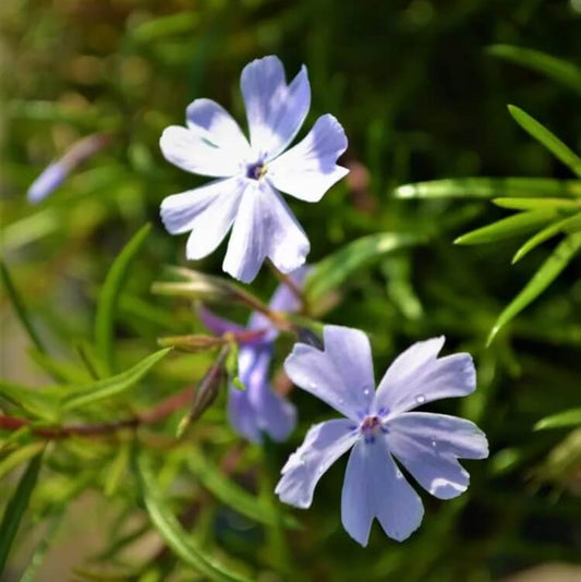Creeping Blue Flower Seeds