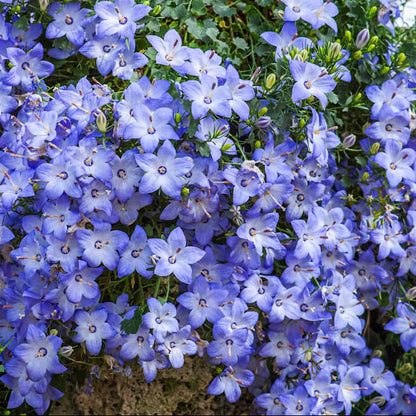 Creeping Blue Flower Seeds
