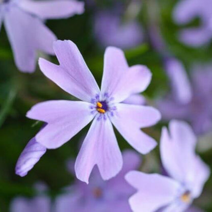 Creeping Blue Flower Seeds
