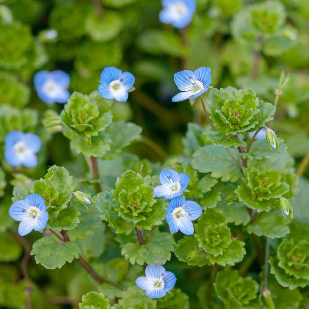 Creeping Blue Flower Seeds