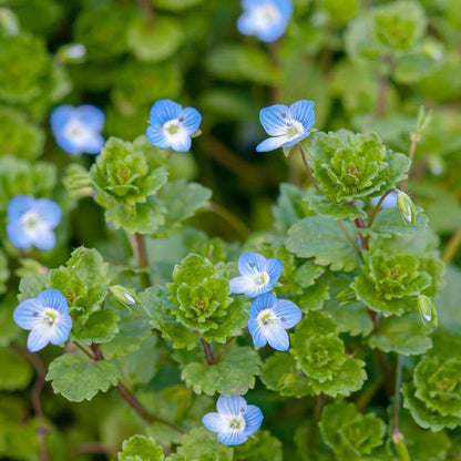 Creeping Blue Flower Seeds