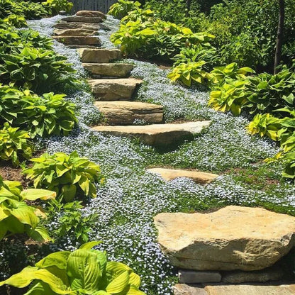 Creeping Blue Star Seeds