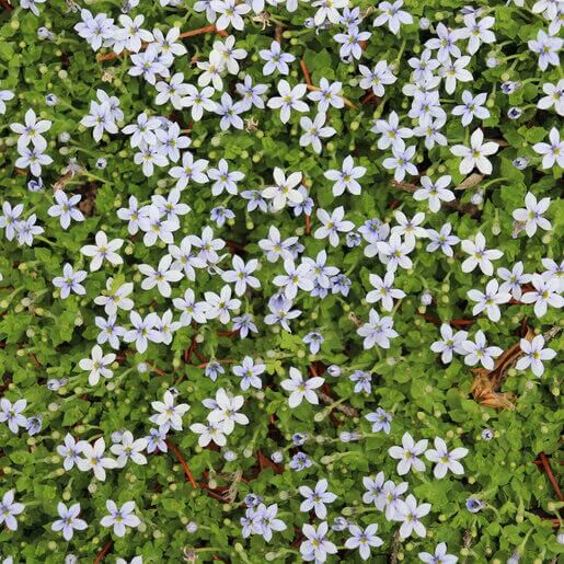 Creeping Blue Star Seeds