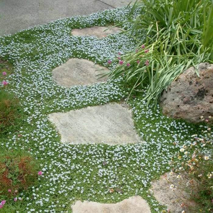 Creeping Blue Star Seeds
