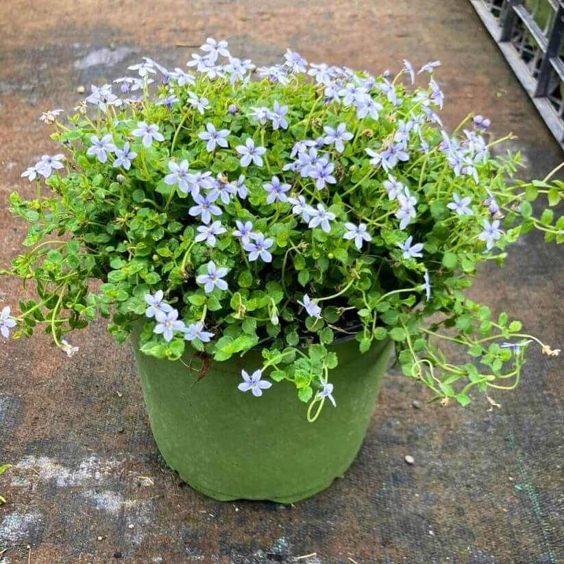 Creeping Blue Star Seeds