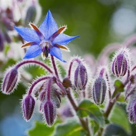 Creeping Borage Seeds