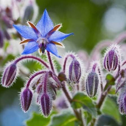 Creeping Borage Seeds