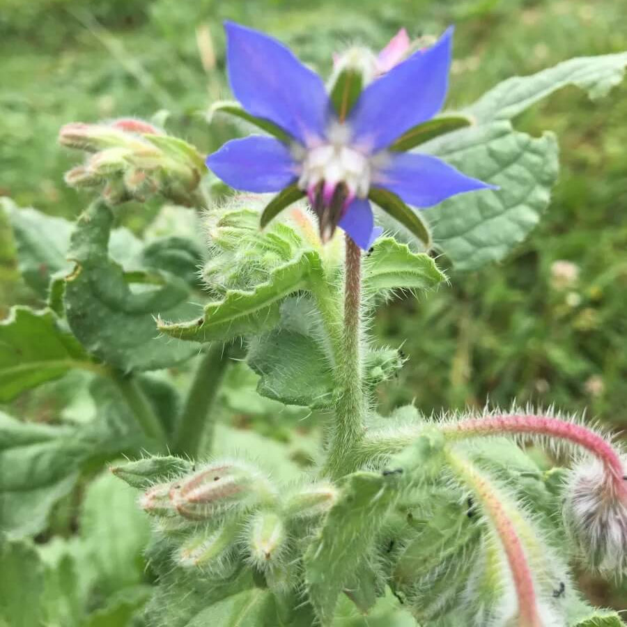 Creeping Borage Seeds