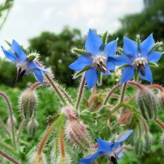 Creeping Borage Seeds