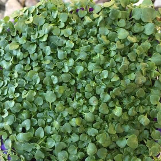 Creeping Corsican Mint Seeds
