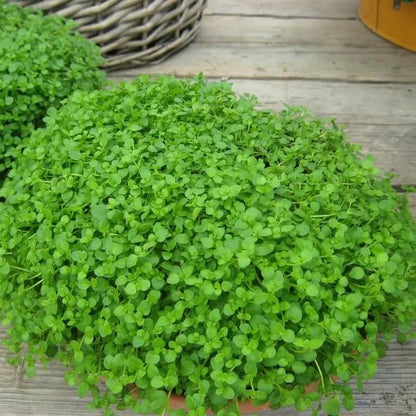 Creeping Corsican Mint Seeds