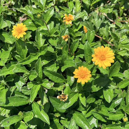 Creeping Daisy Seeds - Heirloom Flower Plant for Home Gardens