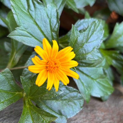 Creeping Daisy Seeds - Heirloom Flower Plant for Home Gardens