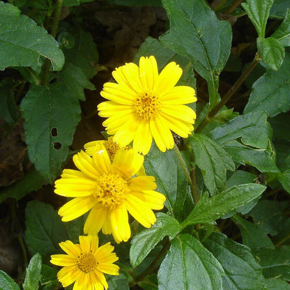 Creeping Daisy Seeds - Heirloom Flower Plant for Home Gardens
