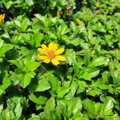 Creeping Daisy Seeds - Heirloom Flower Plant for Home Gardens