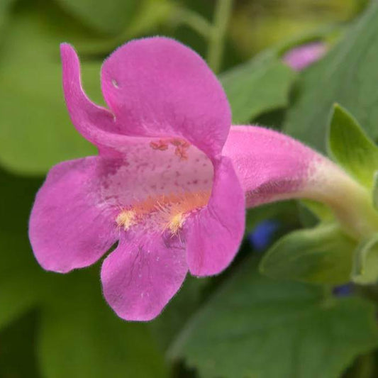 Creeping Gloxinia Seeds - Heirloom Flower Plant for Home Gardens