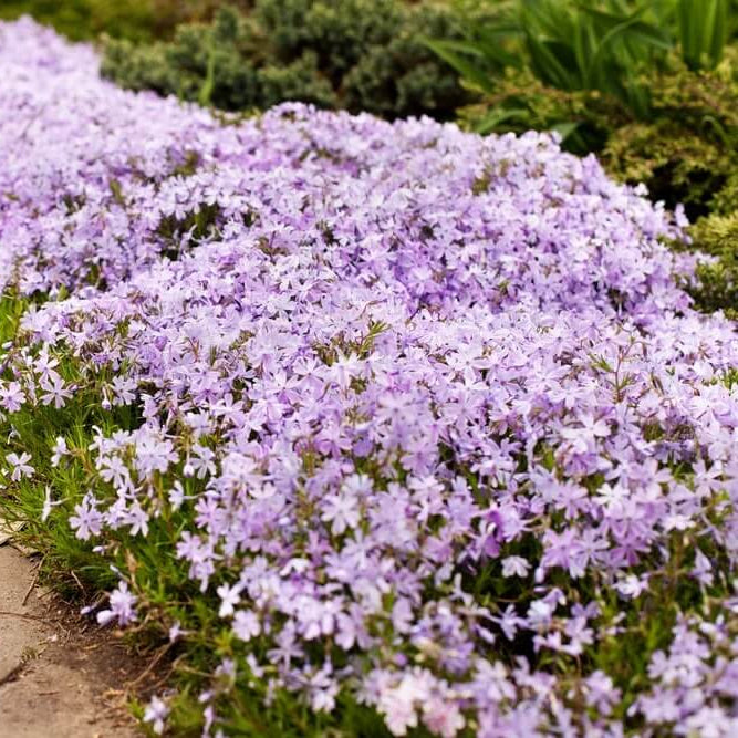 Creeping Ground Cover Seeds