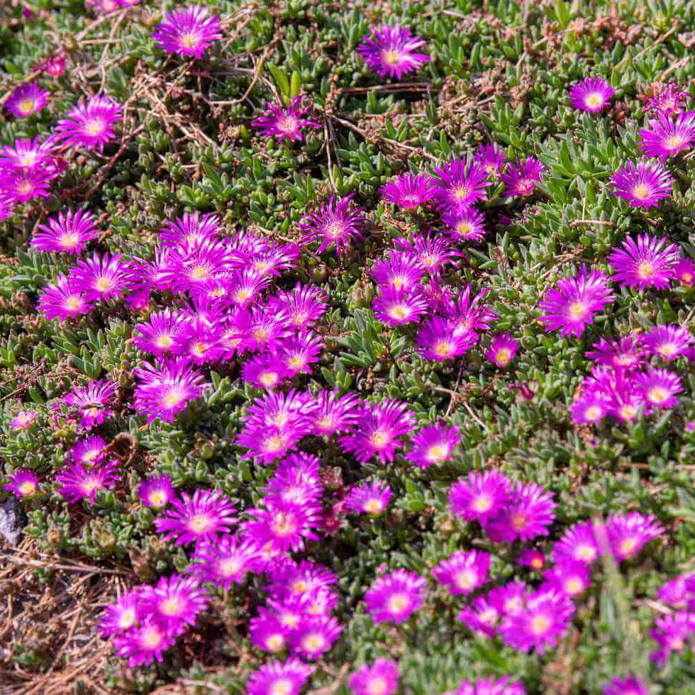 Creeping Ground Cover Seeds