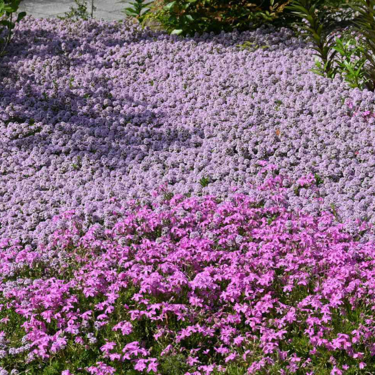 Creeping Ground Cover Seeds