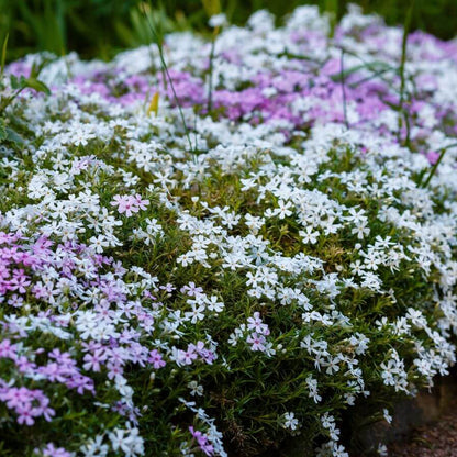 Creeping Ground Cover Seeds