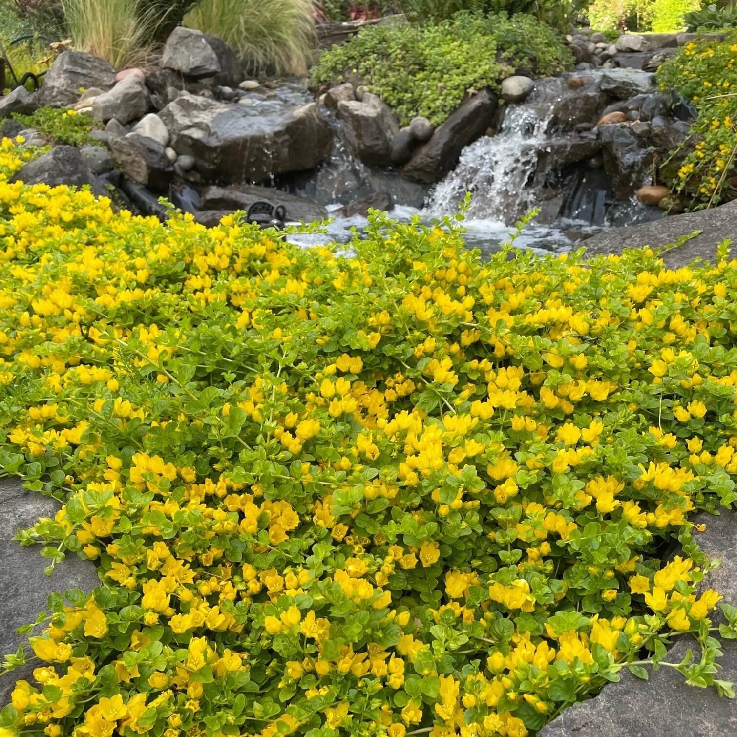 Creeping Jenny Seeds