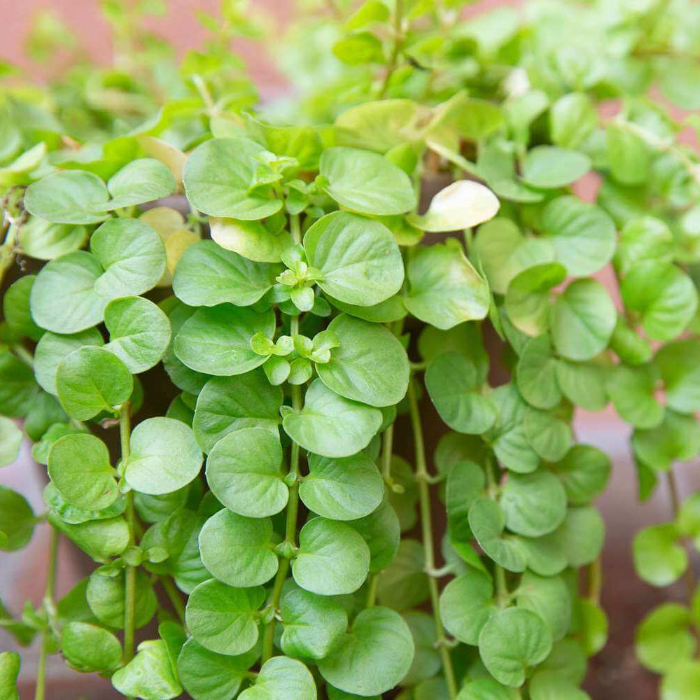 Creeping Jenny Seeds