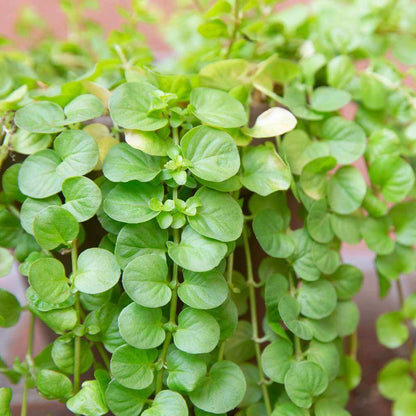 Creeping Jenny Seeds