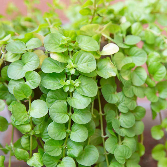 Creeping Jenny Seeds