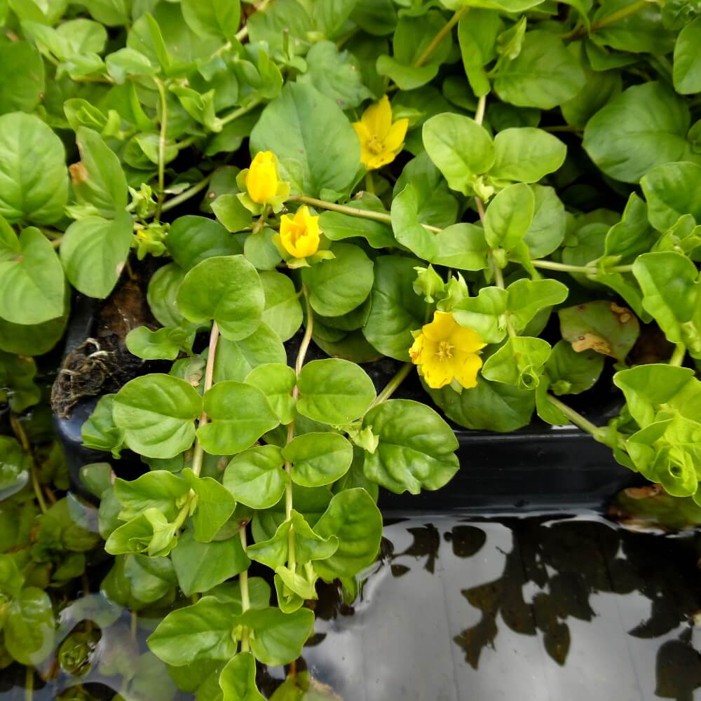 Creeping Jenny Seeds