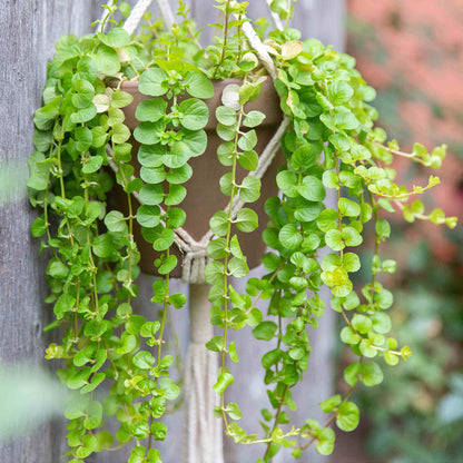 Creeping Jenny Seeds