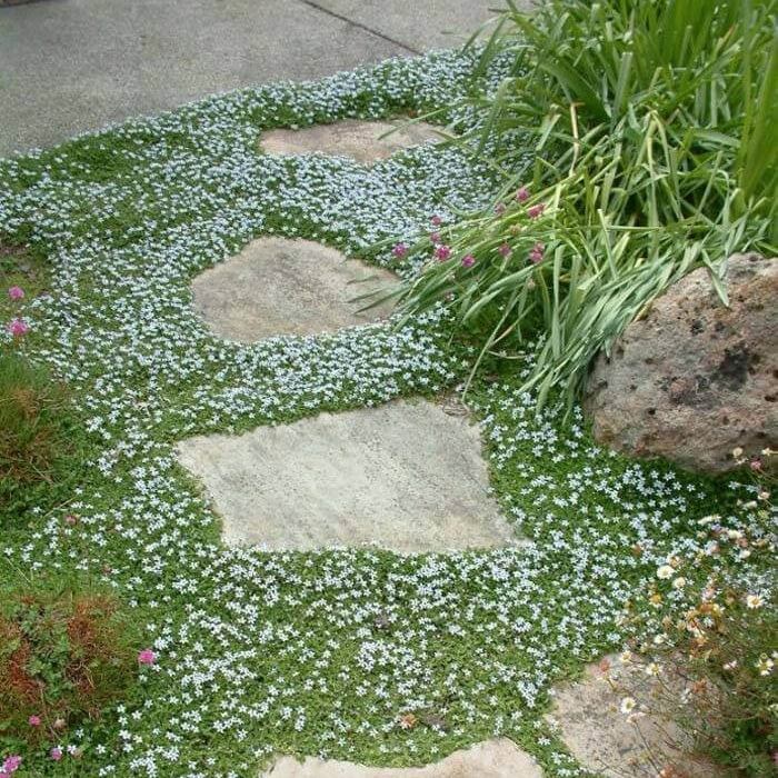 Creeping Lawn Plants seeds