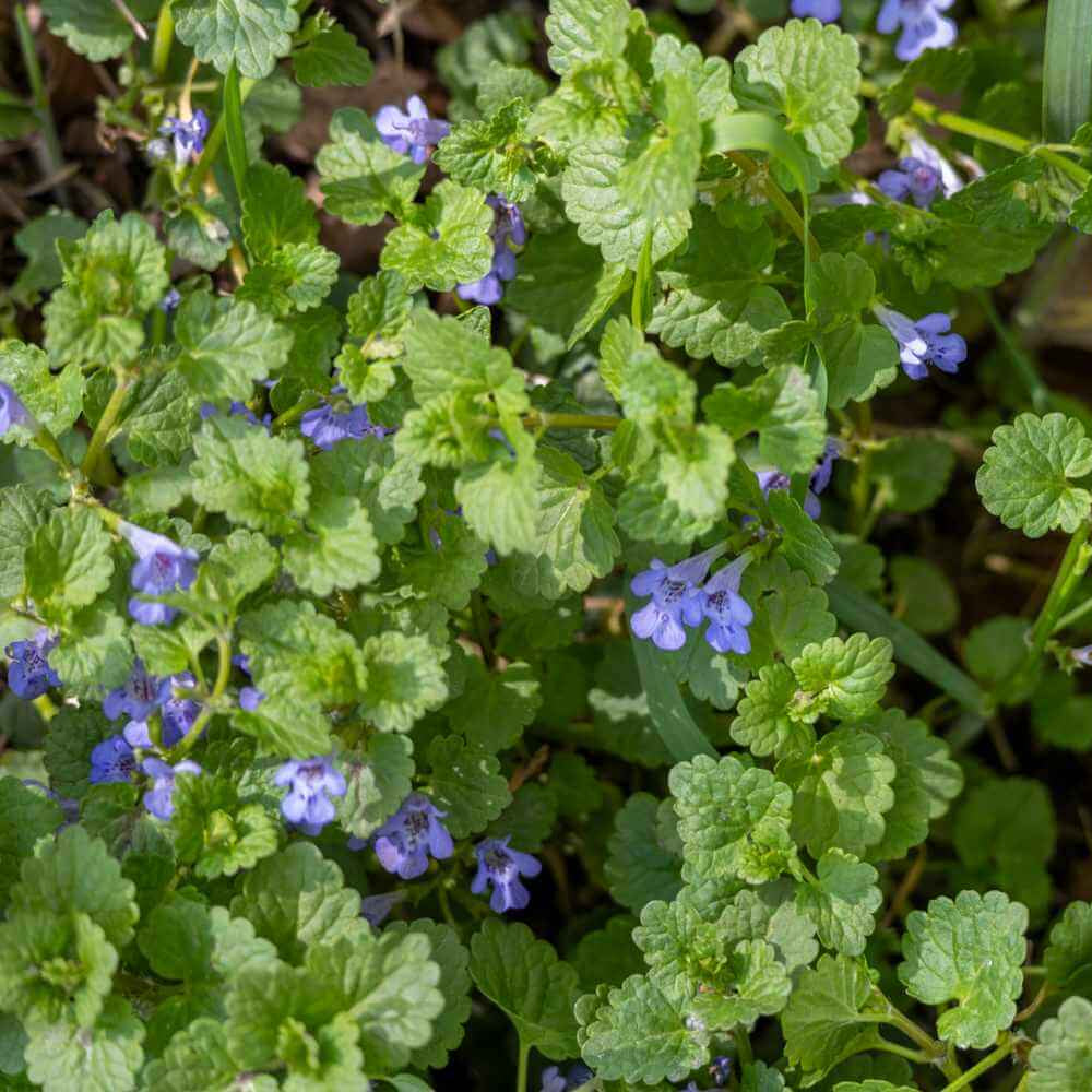 Creeping Lawn Plants seeds