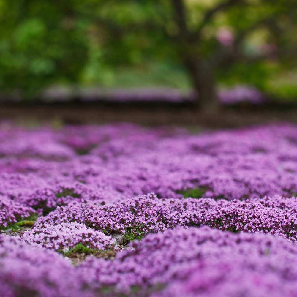 Creeping Lawn Plants seeds