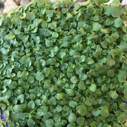 Creeping Mint Seeds
