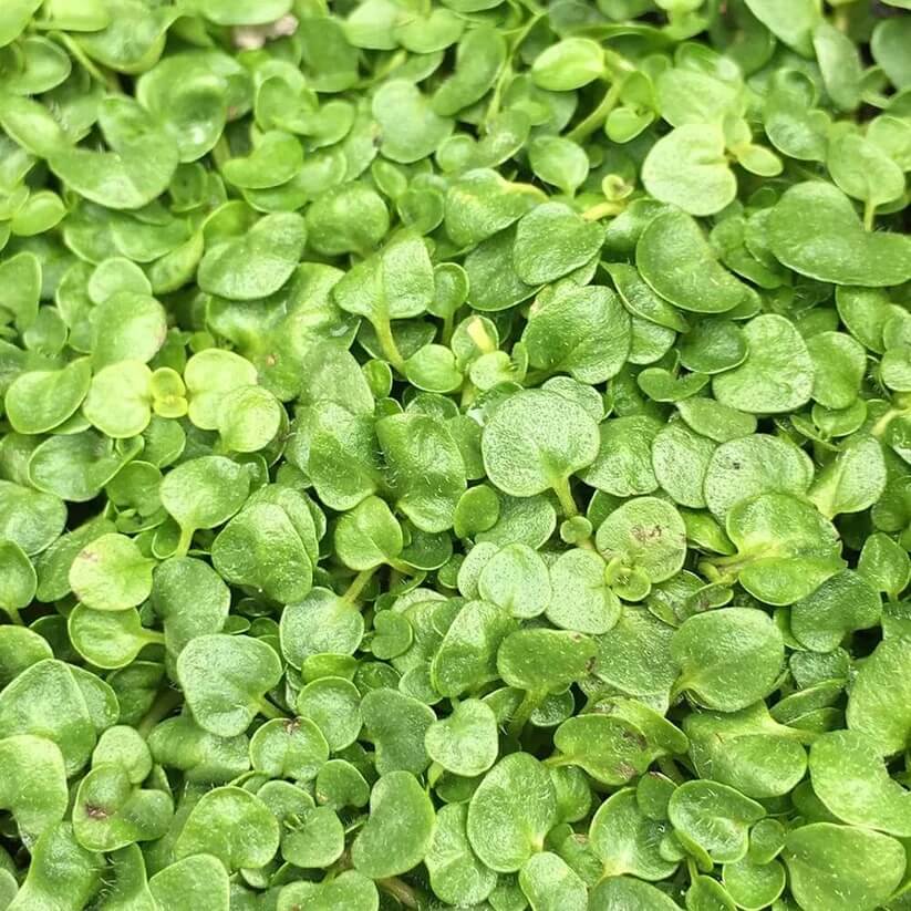 Creeping Mint Seeds