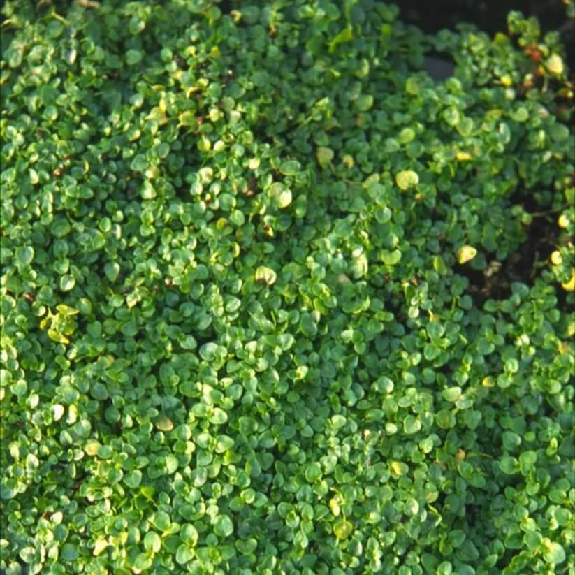 Creeping Mint Seeds