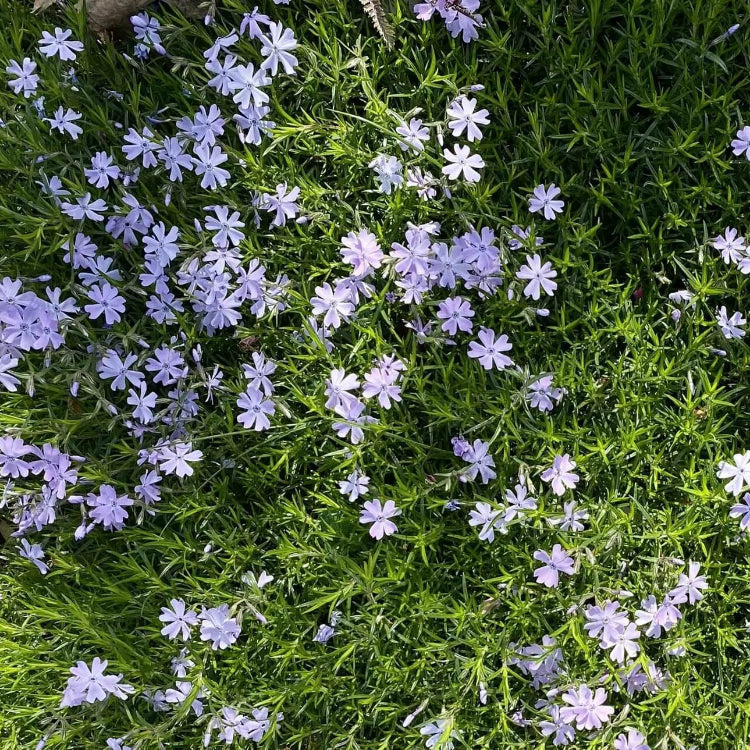 Creeping Phlox Seeds