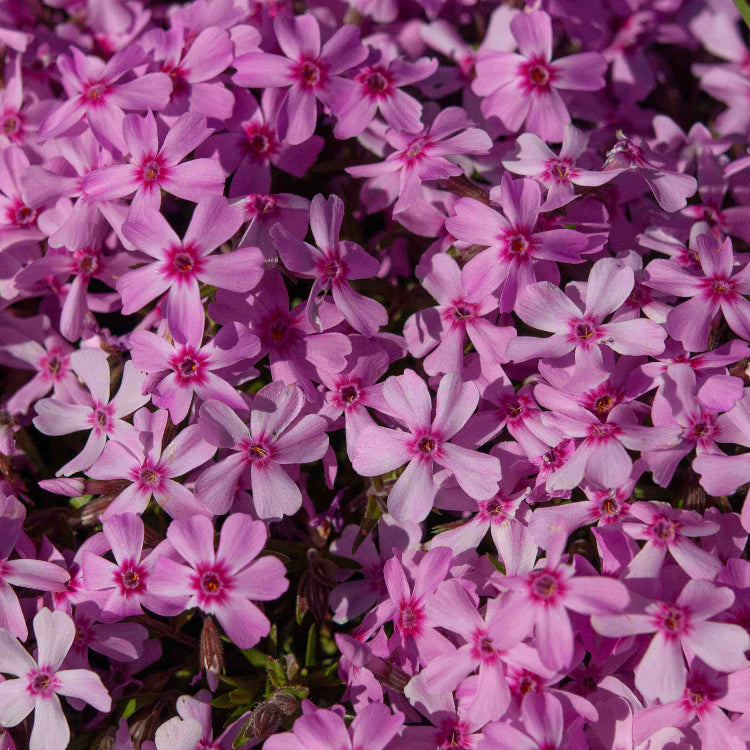 Creeping Phlox Seeds