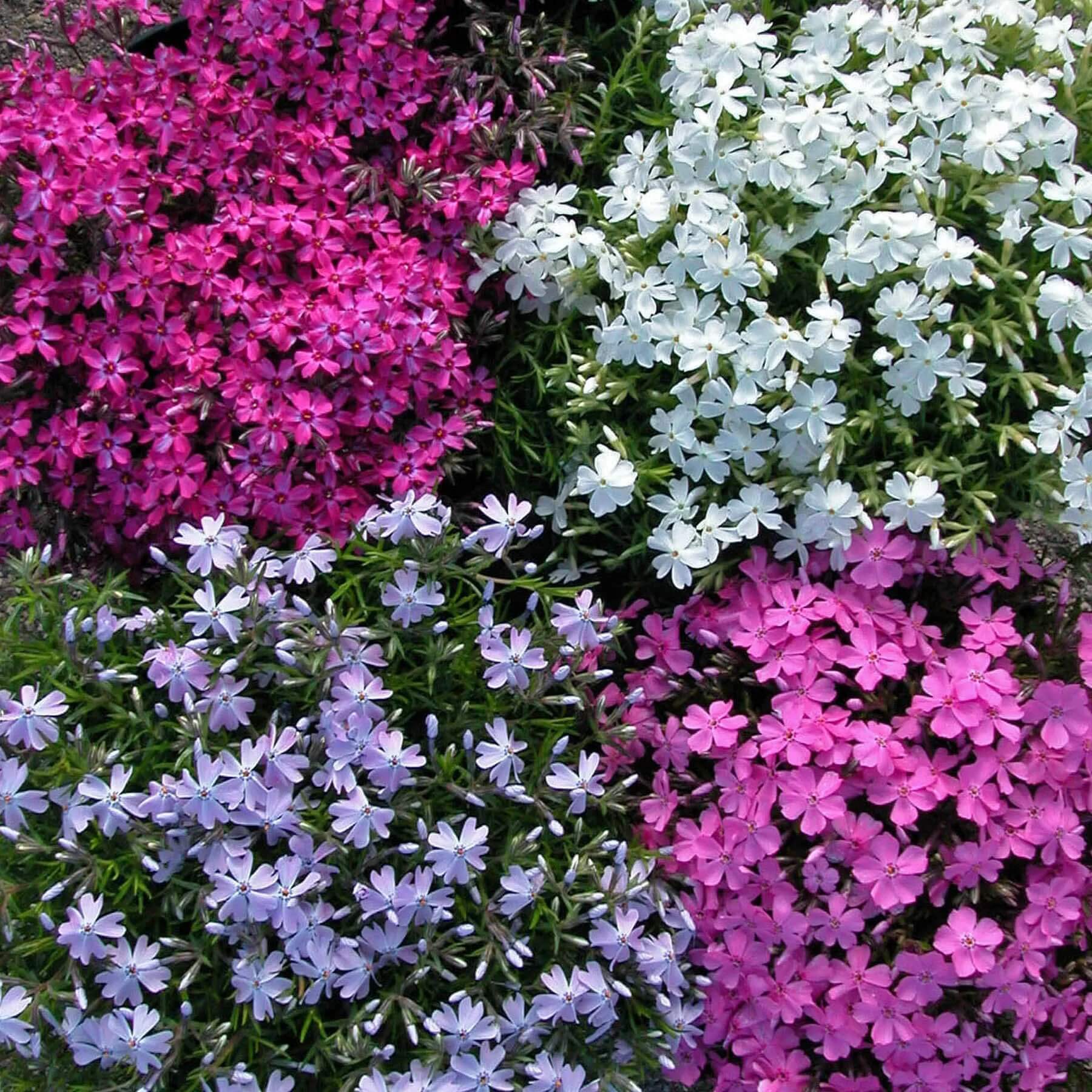 Creeping Phlox Seeds