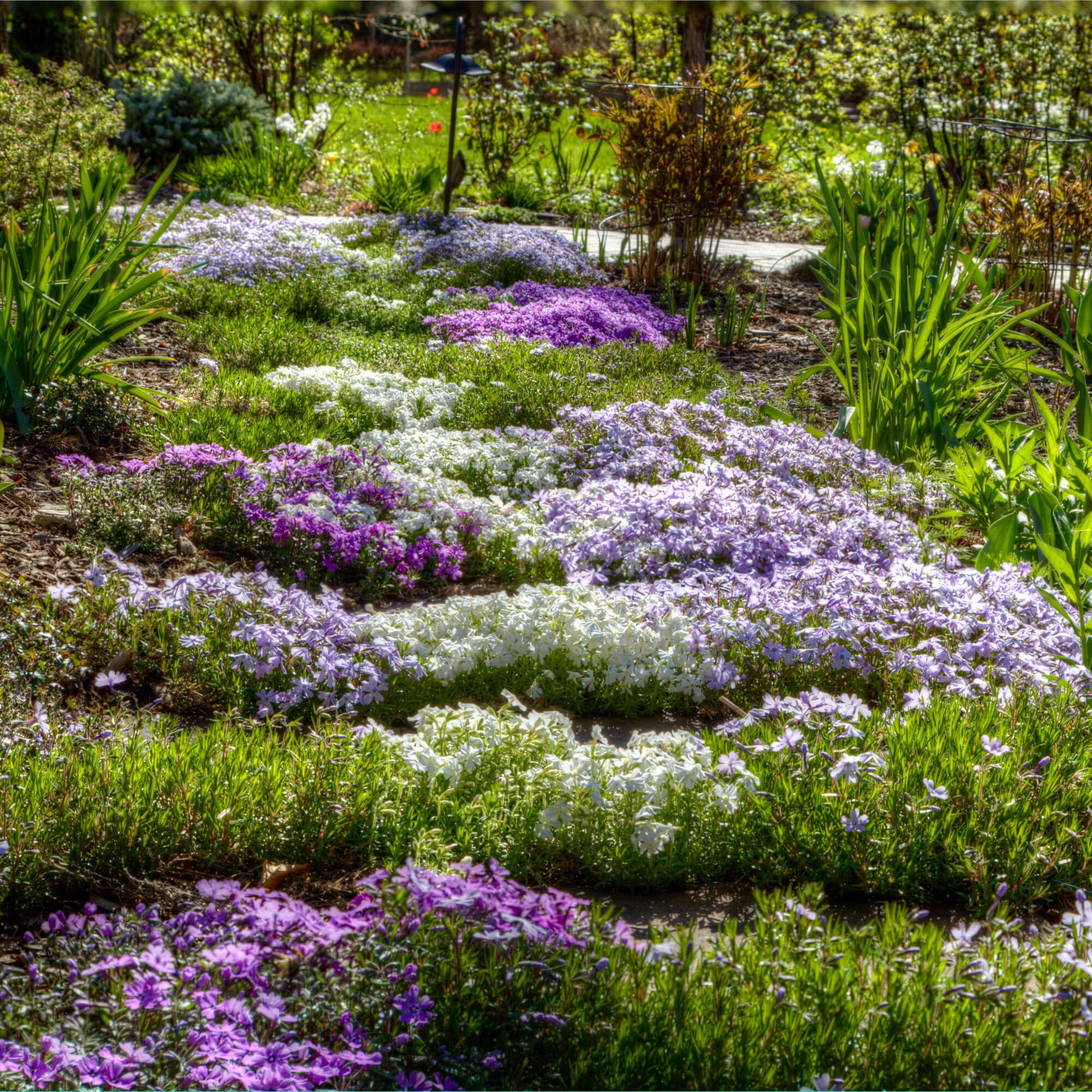 Creeping Phlox Seeds