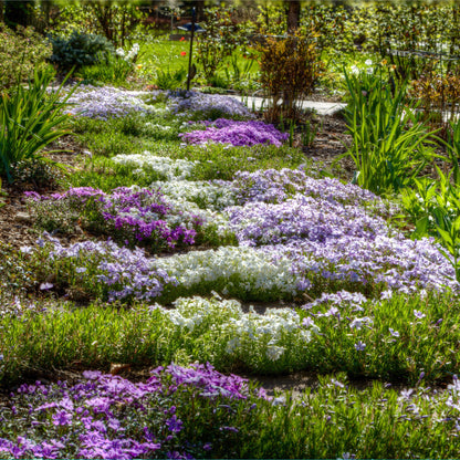 Creeping Phlox Seeds