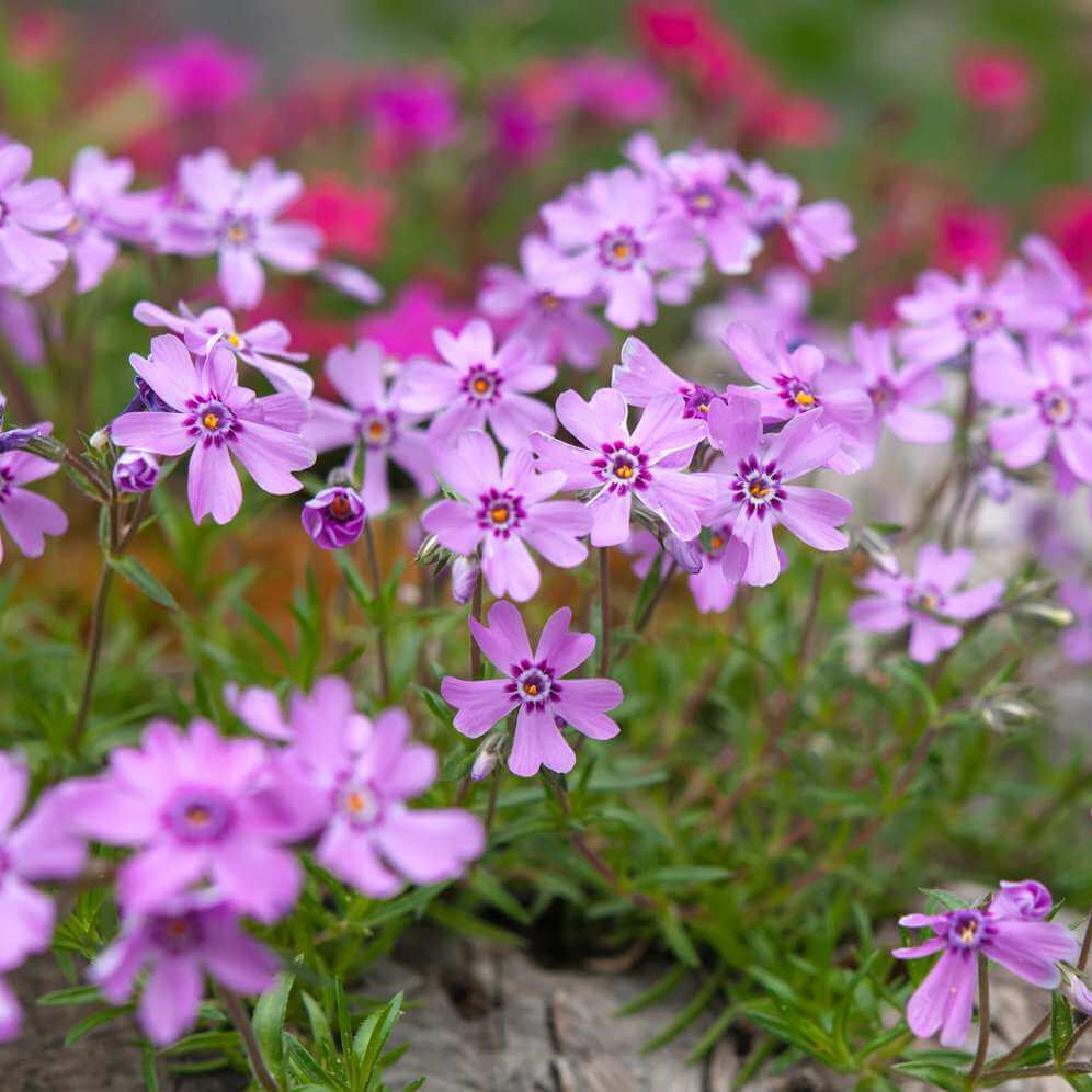 Creeping Phlox Seeds