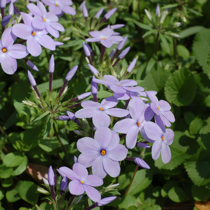 Creeping Phlox Seeds