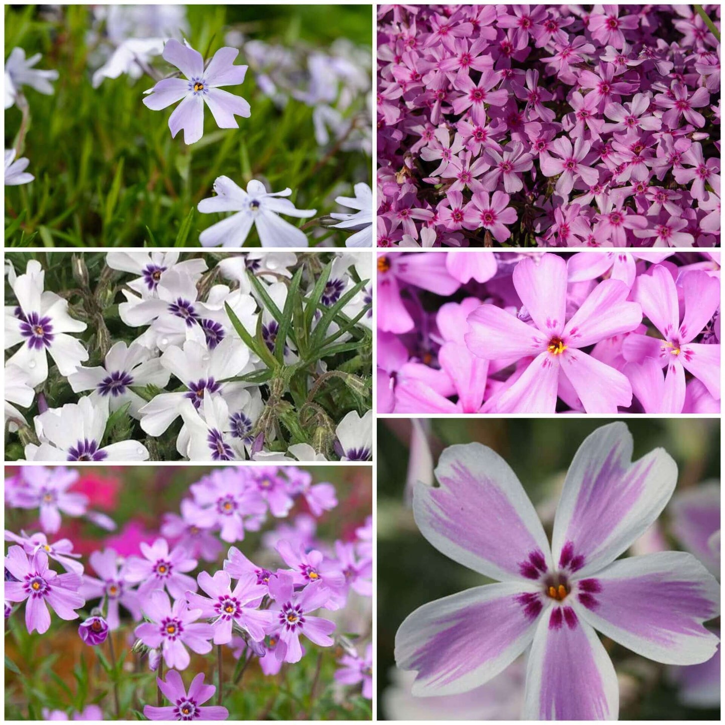Creeping Phlox Seeds