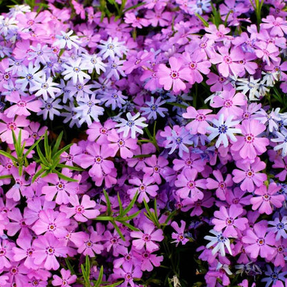 Creeping Phlox Seeds